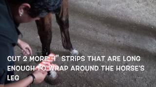 Equine Suspensory Ligament Support Taping [upl. by Draw967]