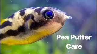 Pea Puffer Care Guide  How To Care For Freshwater Dwarf Pufferfish [upl. by Legge232]