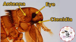 Microscopic Flea Anatomy [upl. by Yaras427]