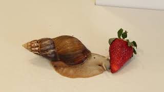 🐌 GIANT African Snail eating Strawberry 🍓 PetSnail [upl. by Eyllom]