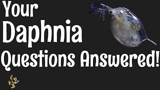 Daphnia Questions Answered [upl. by Ari]