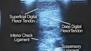 Equine Ultrasound [upl. by Claiborn343]