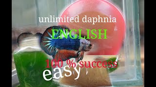 daphnia moina culture Easy way Unlimited production English  with sub Green water Chlorella [upl. by Seraphina]