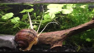 The Strange And Beautiful Mystery Snail [upl. by Huckaby]