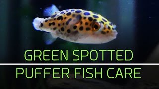 Green Spotted Puffer Fish Care Tips [upl. by Gaulin1]