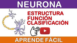 Neuronas partes y funciones [upl. by Vachil]