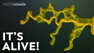 Slime Molds When Micro Becomes Macro [upl. by Hewe]