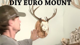 How to make a European mount in a day [upl. by Ettenwad769]