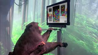 Neuralink Monkey Plays Tetris [upl. by Arutek]