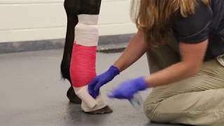 How to apply a lower limb bandage [upl. by Jorey]