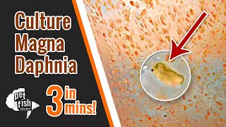 How to culture DAPHNIA MAGNA  The easy way [upl. by Naasah169]