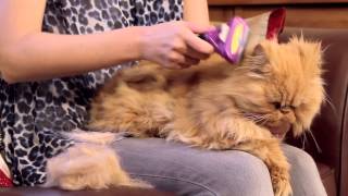 FURminator for Cats Video [upl. by Ellehcan]