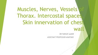 MUSCLES NERVES AND VESSELS OF THORAX [upl. by Atikel]