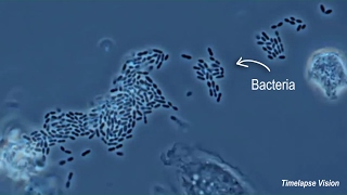 Immune Cells Eating Bacteria Phagocytosis [upl. by Enirehtak]