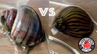 Which Snail is BEST at Removing Algae [upl. by Sukey]