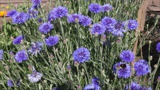 How to Grow Cornflowers from Seed [upl. by Opportuna]