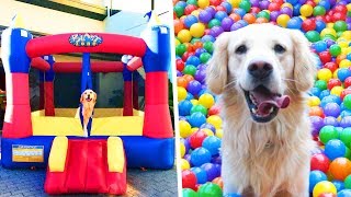 DOG GETS BOUNCE HOUSE FOR FOURTH BIRTHDAY [upl. by Eitsyrhc]