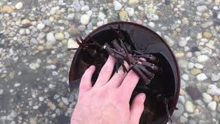 Are horseshoe crabs dangerous [upl. by Shepp463]