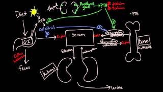 Calcium Metabolism [upl. by Newbill593]