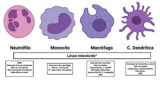 Fagocitosis [upl. by Denver]