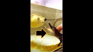 PUFFERFISH EATS EVERYTHING Gators centipeede crabs [upl. by Gnaoh]