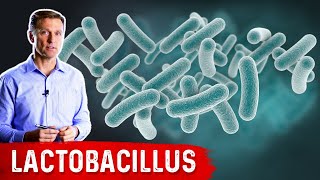 The Benefits of Lactobacillus a Friendly Microbe [upl. by Brufsky]