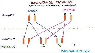 Cytoplasm Function  More than just the clear liquid of the Cell [upl. by Yordan]