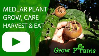 Medlar plant – grow care amp harvest Mespilus germanica [upl. by Enalahs]