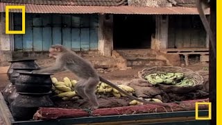 Drunk Monkeys  National Geographic [upl. by Holder]