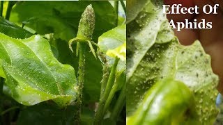 Aphids Infestation On Hibiscus and Their Control [upl. by Bound]