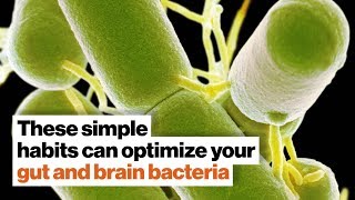 How to optimize your gut and brain bacteria  Dave Asprey  Big Think [upl. by Herrmann951]