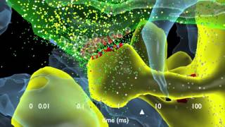 How Synapses Work [upl. by Aland]