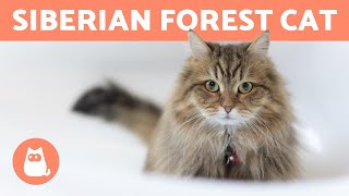 SIBERIAN CAT  Characteristics Care and Health [upl. by Addia]