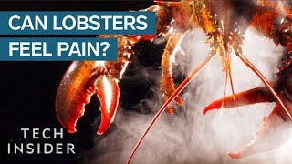 Why Do We Boil Lobsters Alive [upl. by Tracay]