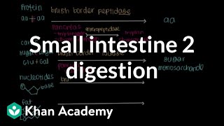 Small intestine 2 Digestion  Gastrointestinal system physiology  NCLEXRN  Khan Academy [upl. by Assitruc52]