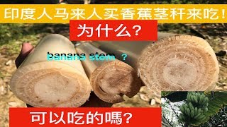 香蕉茎秆的 功效与作用 。Health Benefits of Banana Stems。Manfaat Batang Pisang。 [upl. by Zeitler913]