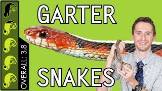 Garter Snake The Best Pet Snake [upl. by Ardnauqal732]