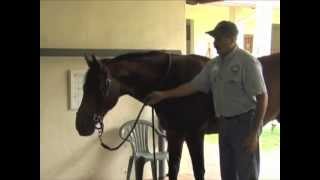 Horse Massage Release Tension in the NeckShouldersWithers Junction [upl. by Nyladnohr]