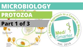 Protozoa  Microbiology  USMLE STEP 1  Part 1 of 3 [upl. by Ettenwad]