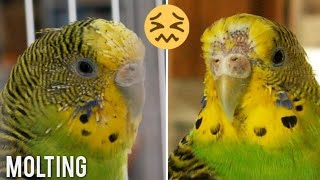 Budgies and Molting  complete information [upl. by Xila]