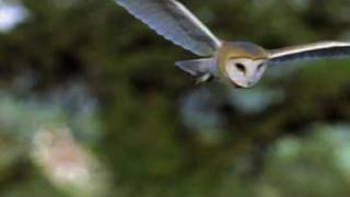 An Introduction to the Barn Owl [upl. by Ivah685]