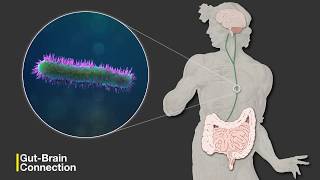 The GutBrain Connection [upl. by Ettesil]