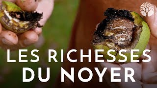 Les richesses du noyer [upl. by Uoliram]