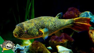 THE LARGEST FRESHWATER PUFFER Tetraodon Mbu Puffer Fish Profile [upl. by Rimhsak]