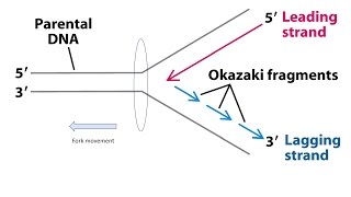 Okazaki fragments  Explanation 1080p [upl. by Varian]