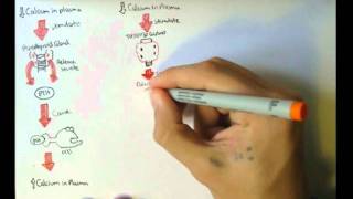 Bone Homeostasis Calcium and Phosphate Hormones [upl. by Kippy145]