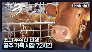 다큐3일 소들에게 만남과 이별 삶과 죽음이 교차하는 곳  공주 가축시장  “우보만리牛步萬里  공주 가축시장 72시간” KBS 210131 방송 [upl. by Otecina]