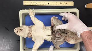 Fetal Pig Dissection [upl. by Hound]