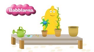 Plantera  Babblarna Bibbi [upl. by Cicely]