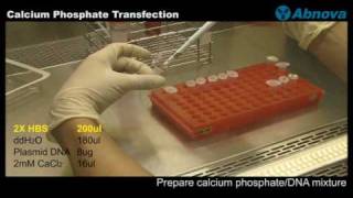 Calcium Phosphate Transfection [upl. by Artema]